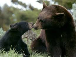 Bear and Cub